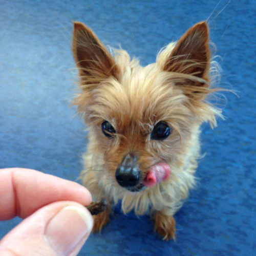 Liver Chews and Parsley Original Dehydrated Dog Treats - Image 3